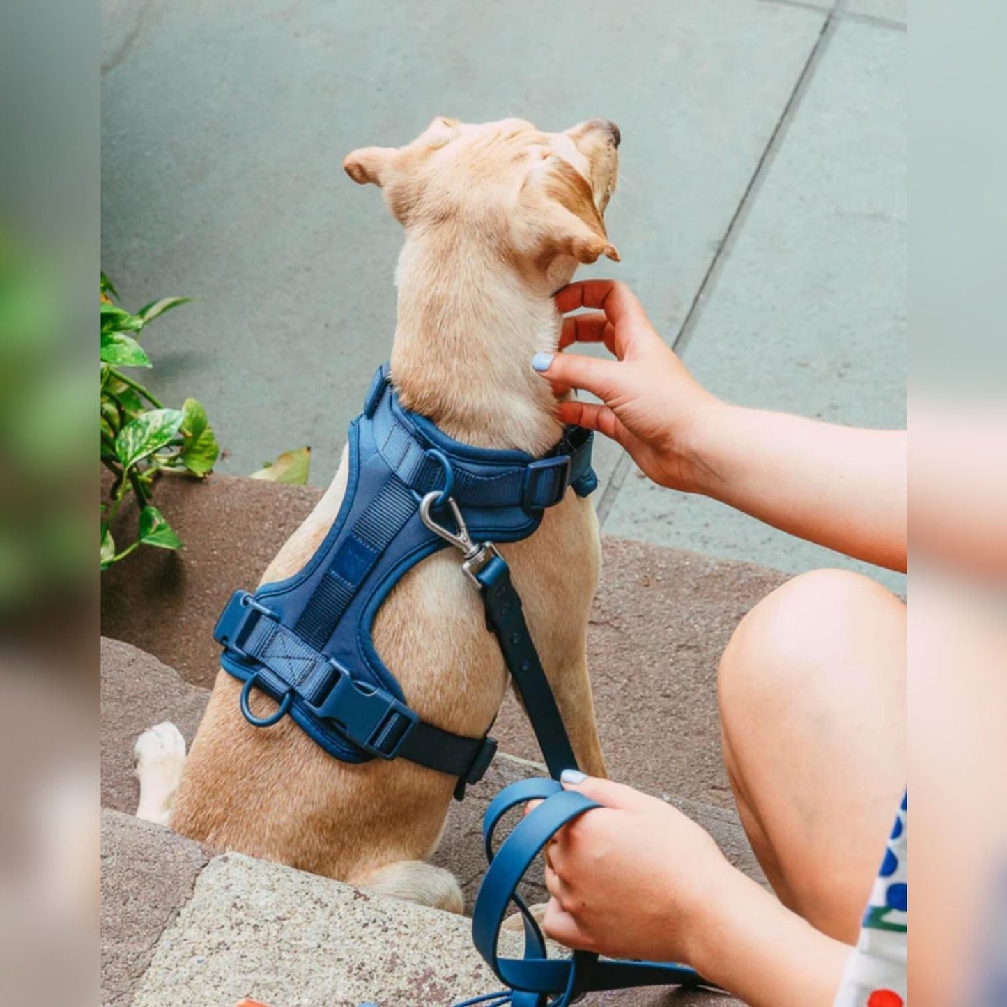 Dog Harness Set | Waterproof Hands-Free Walking 4-in-1 Set