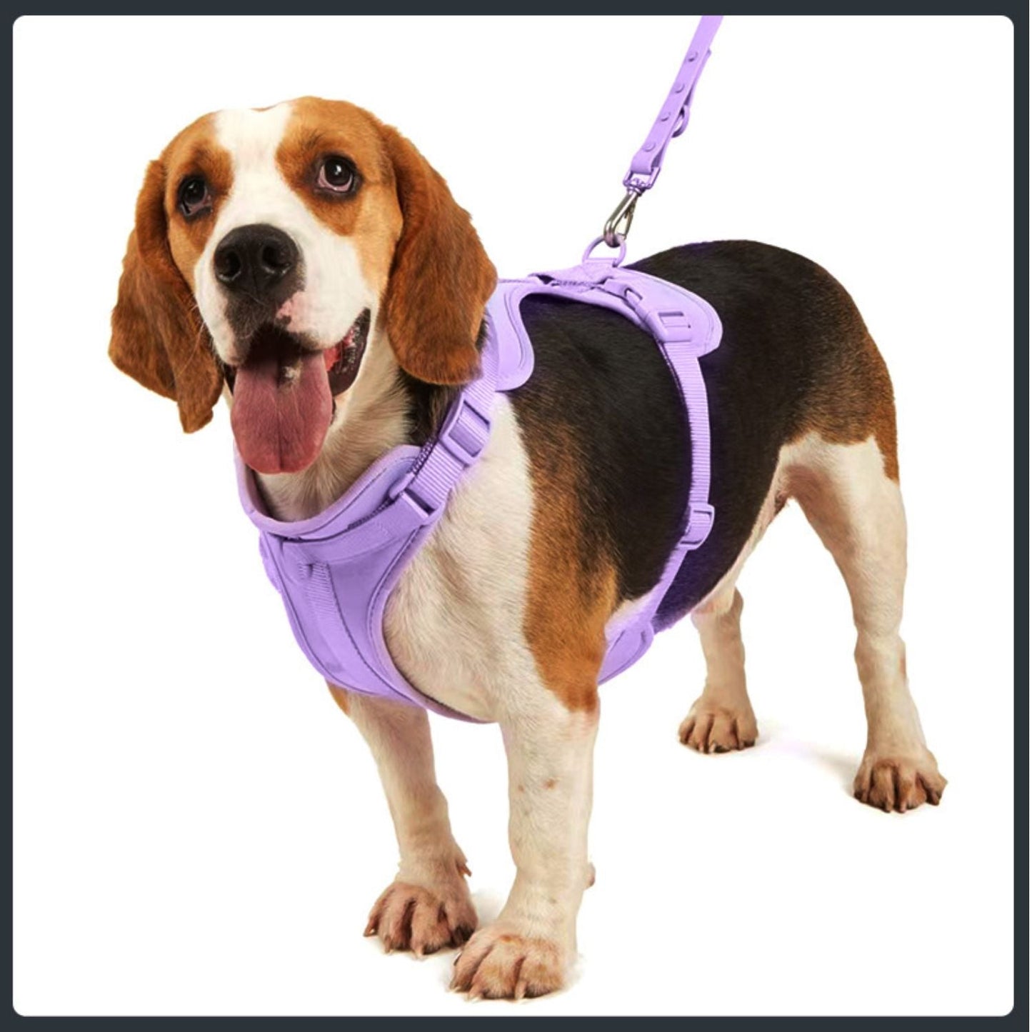 Dog Harness Set | Waterproof Hands-Free Walking 4-in-1 Set