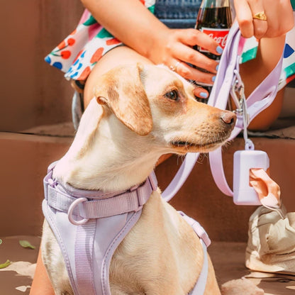 Dog Harness Set | Waterproof Hands-Free Walking 4-in-1 Set