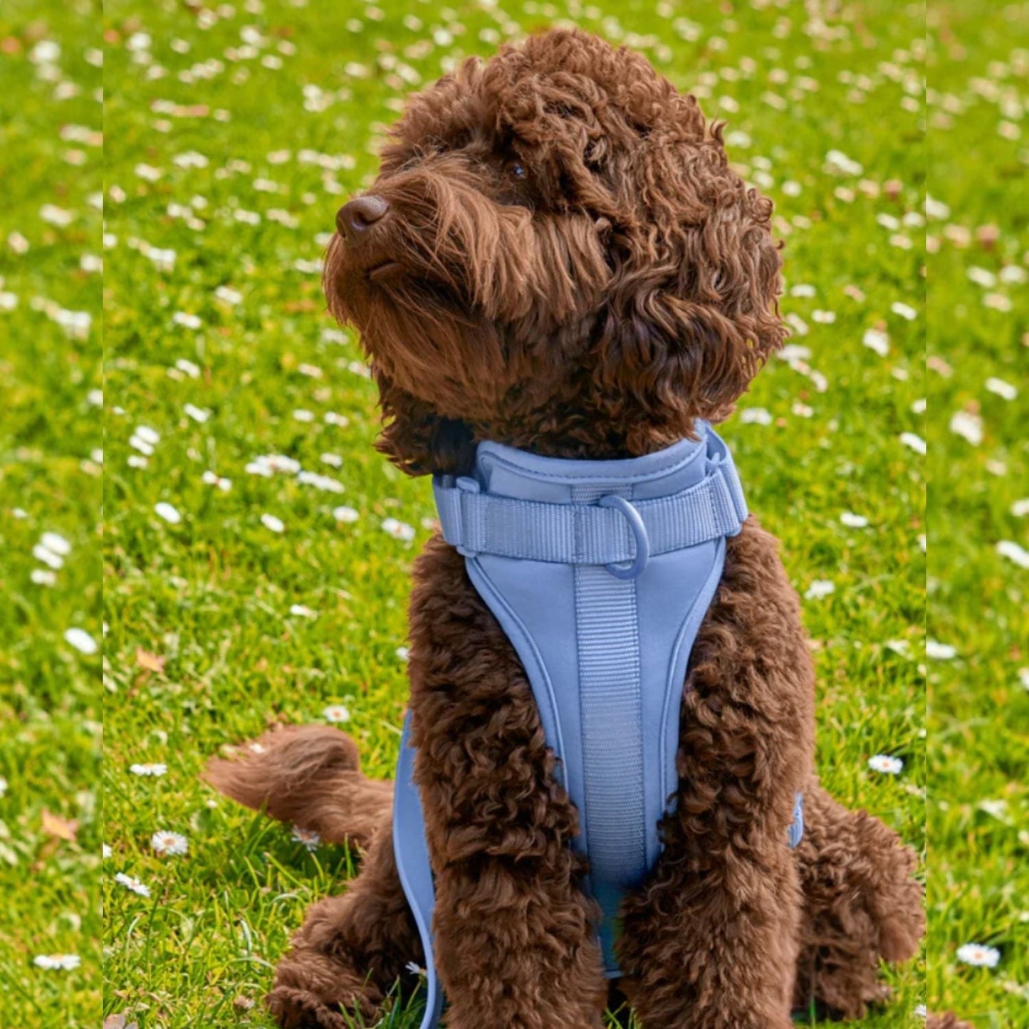 Dog Harness Set | Waterproof Hands-Free Walking 4-in-1 Set
