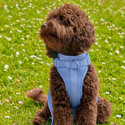 Dog Harness Set | Waterproof Hands-Free Walking 4-in-1 Set