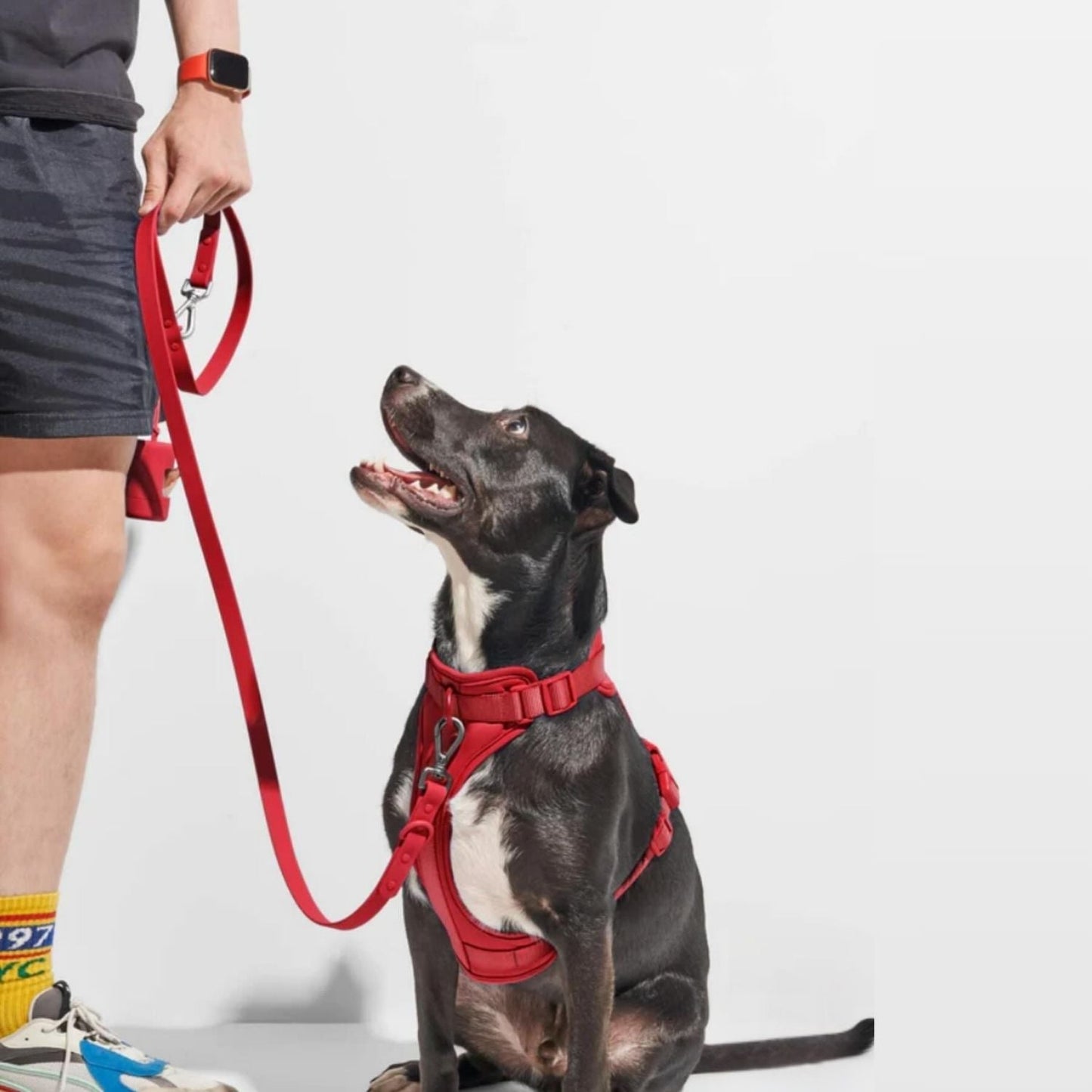 Dog Harness Set | Waterproof Hands-Free Walking 4-in-1 Set